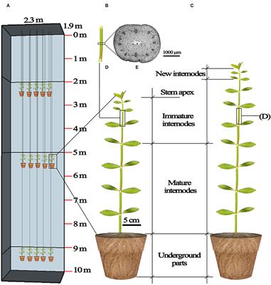 Differential Growth Responses of Alternanthera philoxeroides as Affected by Submergence Depths